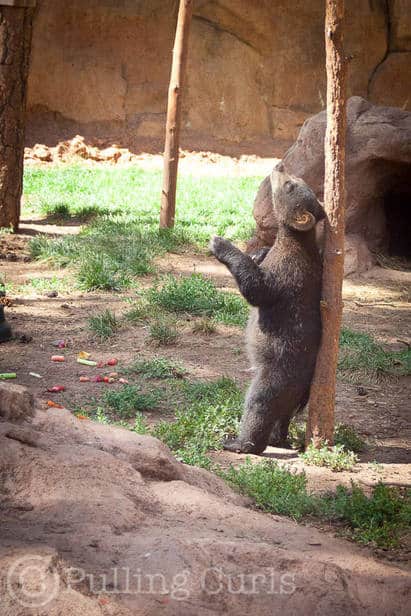 A little bear pole dancing.