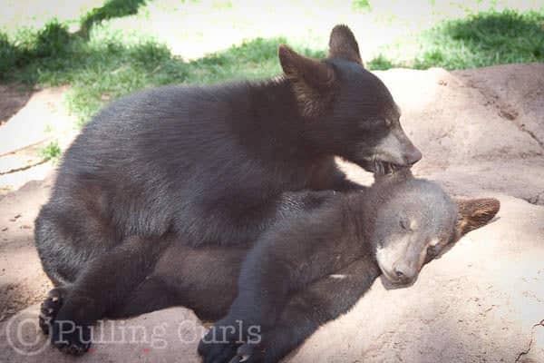 Baby bears at Bearizona, AZ so cute!