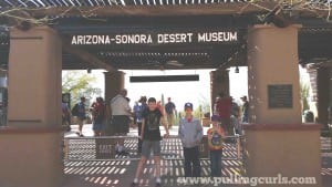 desert museum