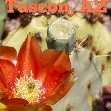 Family Activties are easy to find in Tuscon, if you know where to look!