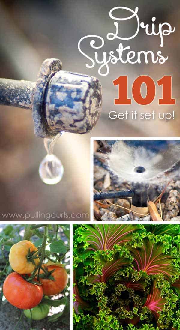 Drip irrigation is an easy, effective way to water your plants without wasting our most precious resource, water. Find out what you need and how to attach it all in this post that shows you why you should use drip irrigation. via @pullingcurls