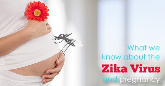 Human Pregnancy.
