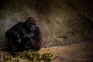 The Gorilla Story, over it.