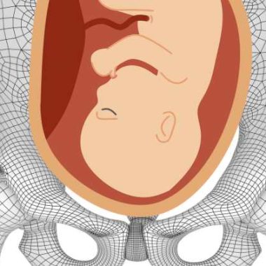 baby in pelvis