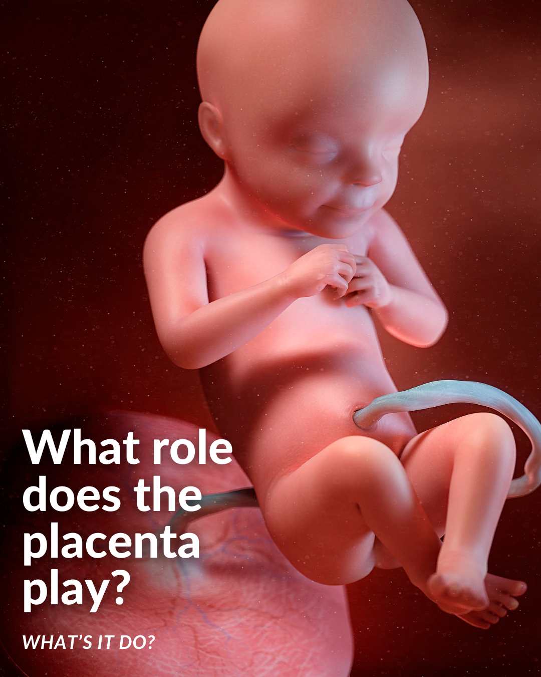 Discover the amazing facts about the placenta, the essential organ for baby growth during pregnancy. Learn about its shape, functions, and its role in keeping the pregnancy running smoothly. Explore how the placenta transfers nutrients, creates hormones, and even communicates with the immune systems of the mother and baby. Uncover the fascinating details about stem cells and their impact on maternal healing. Don't miss out on understanding the wonders of the placenta, a true marvel of nature. via @pullingcurls