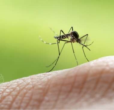 mosquito