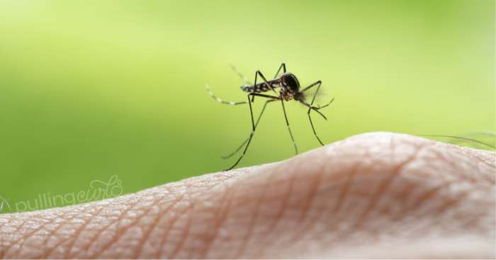 mosquito